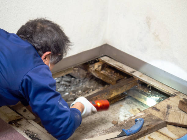 Mold Removal and Inspection in Aromas, CA