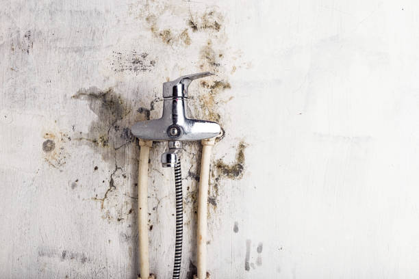 Best Mold Removal and Inspection  in Aromas, CA