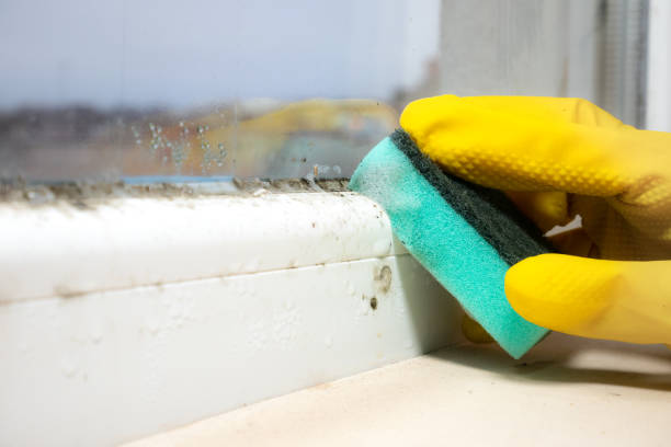 Best Crawl Space Mold Removal  in Aromas, CA