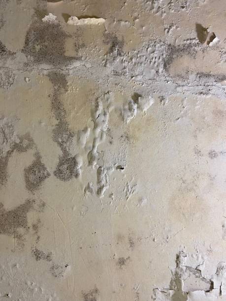 Best Residential Mold Removal  in Aromas, CA