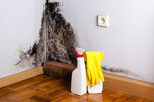 Best Certified Mold Removal  in Aromas, CA