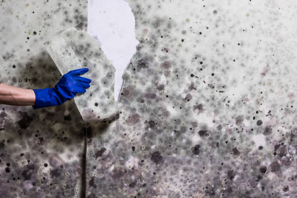 Certified Mold Removal in Aromas, CA