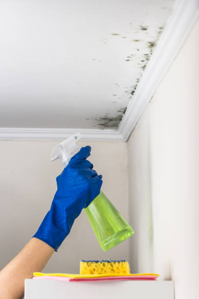 Best Office Mold Removal Services  in Aromas, CA